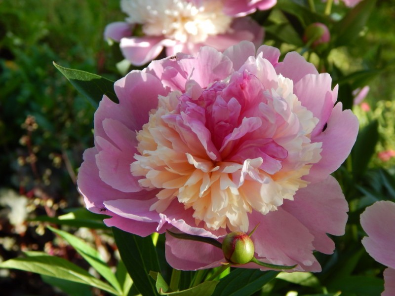 Пионы купить саженцы из питомника {2}